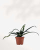 Blue Oil Fern