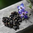 Borage