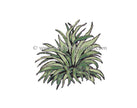 Frog's Whiskers Ink Stamp - Hosta #2