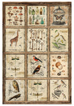 Rice Paper A4 MIXED 4/Pkg Cabinet Of Curiosities