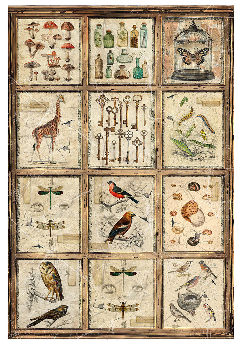 Rice Paper A4 MIXED 4/Pkg Cabinet Of Curiosities