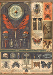 Rice Paper A5 MIXED 8/Pkg Cabinet Of Curiosities