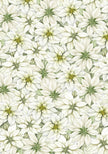 Ciao Bella Vellum Sparkling Christmas Paper Patterns A4 6/Pkg