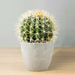 Coco Artificial Cactus Potted Plant 11