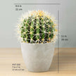 Coco Artificial Cactus Potted Plant 11