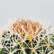 Coco Artificial Cactus Potted Plant 11