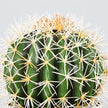 Coco Artificial Cactus Potted Plant 11