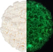 Cosmic Shimmer Fluffy Stuff Glow in the Dark 30 ml