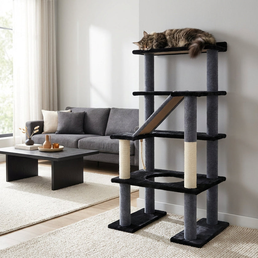 Maine Coon 65
