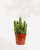 Cactus Cereus Fairy Castle