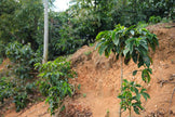Costa Rica - Café Vida - Central Valley