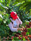 Core - Guatemala - Medium