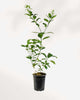 Citrus, Calamondin Orange
