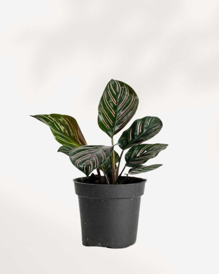 Calathea Ornata Pinstripe