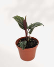 Calathea Ornata Pinstripe