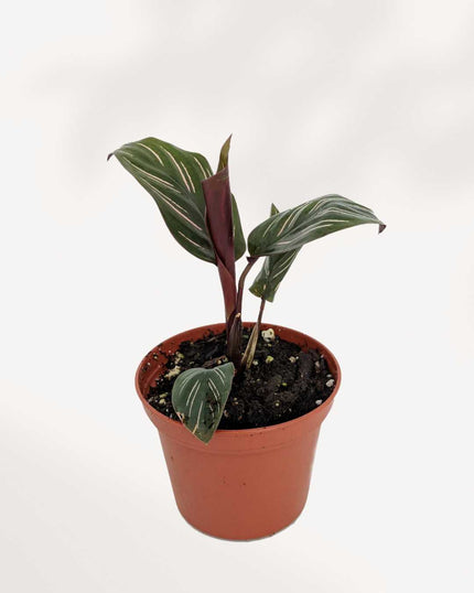 Calathea Ornata Pinstripe