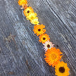 Calendula