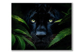 Wall Art-Rare Black Jaguar -Wildlife Canvas