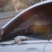 Car Sun Shade Mesh - Anti-Mosquito Shield