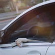 Car Sun Shade Mesh - Anti-Mosquito Shield