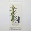 Herbalum Bob Stamp