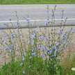Chicory
