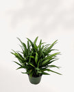 Chinese Evergreen Cutlass