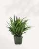 Chinese Evergreen Cutlass