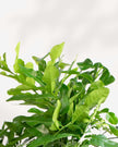 Citrus Kaffir Lime Tree