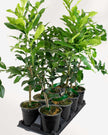 Citrus Kaffir Lime Tree