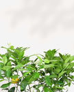 Citrus Meyer Lemon