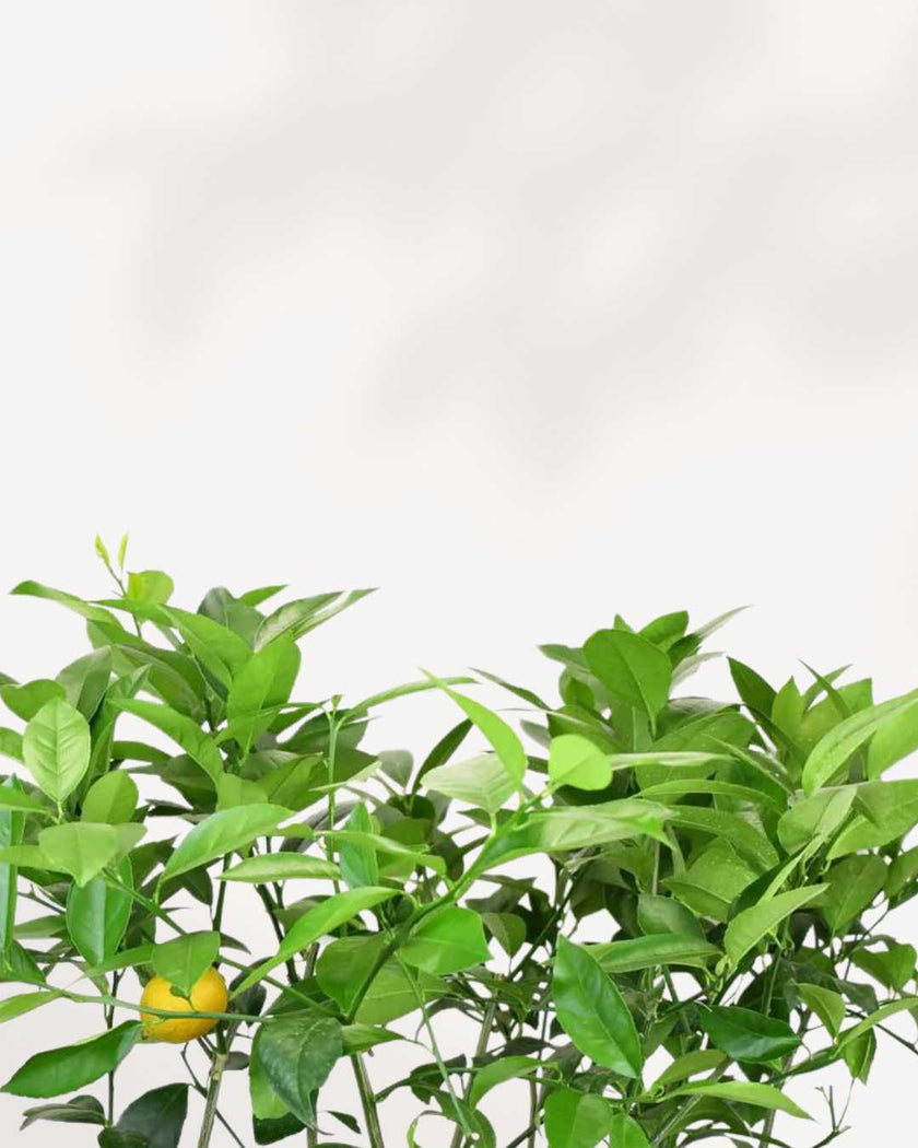 Citrus Meyer Lemon