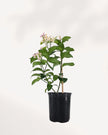 Citrus Meyer Lemon