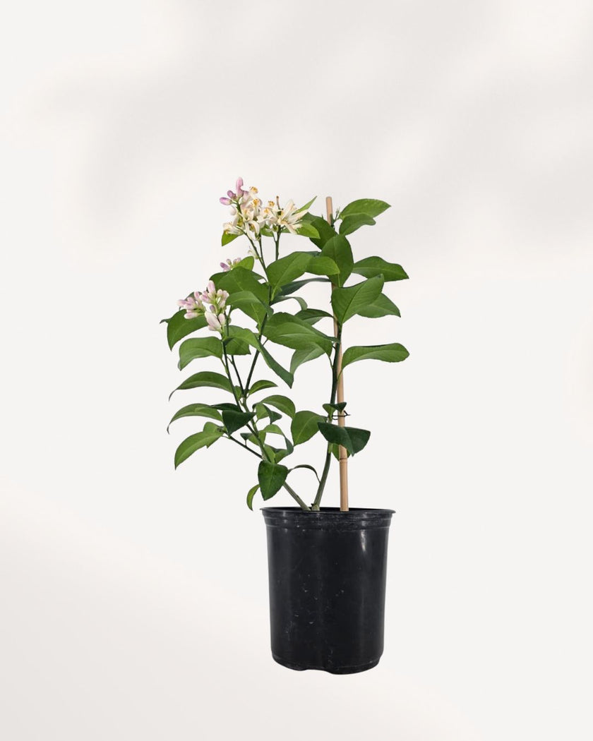 Citrus Meyer Lemon