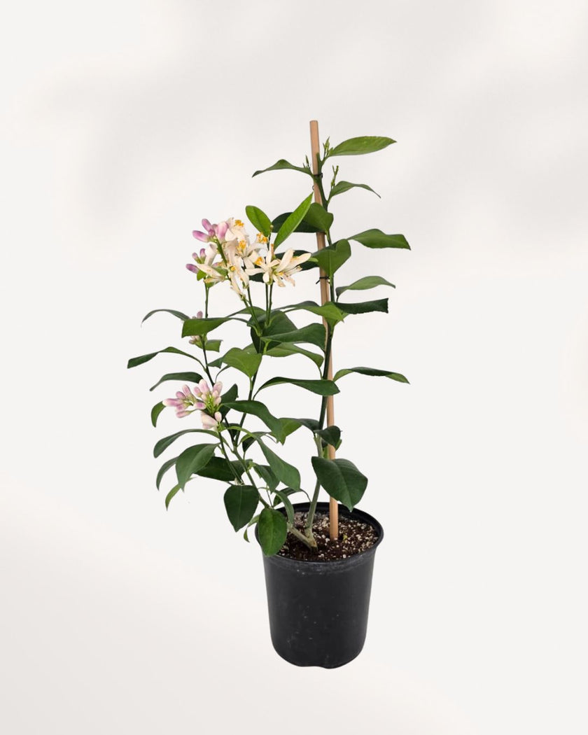 Citrus Meyer Lemon