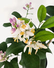 Citrus Meyer Lemon
