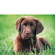 Clementoni - 500-Piece Puzzle (Chiot Chocolat)