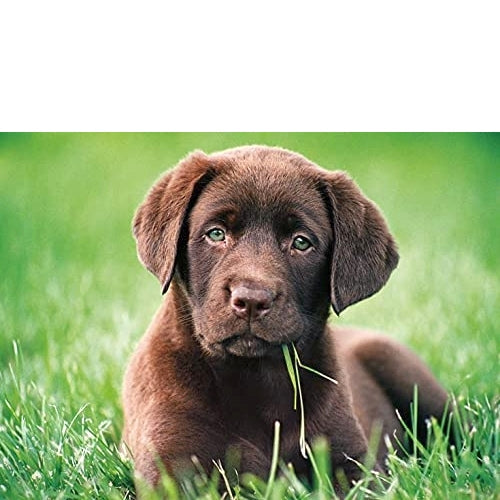 Clementoni - 500-Piece Puzzle (Chiot Chocolat)