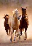 Clementoni - PZ1000:RUNNING HORSES
