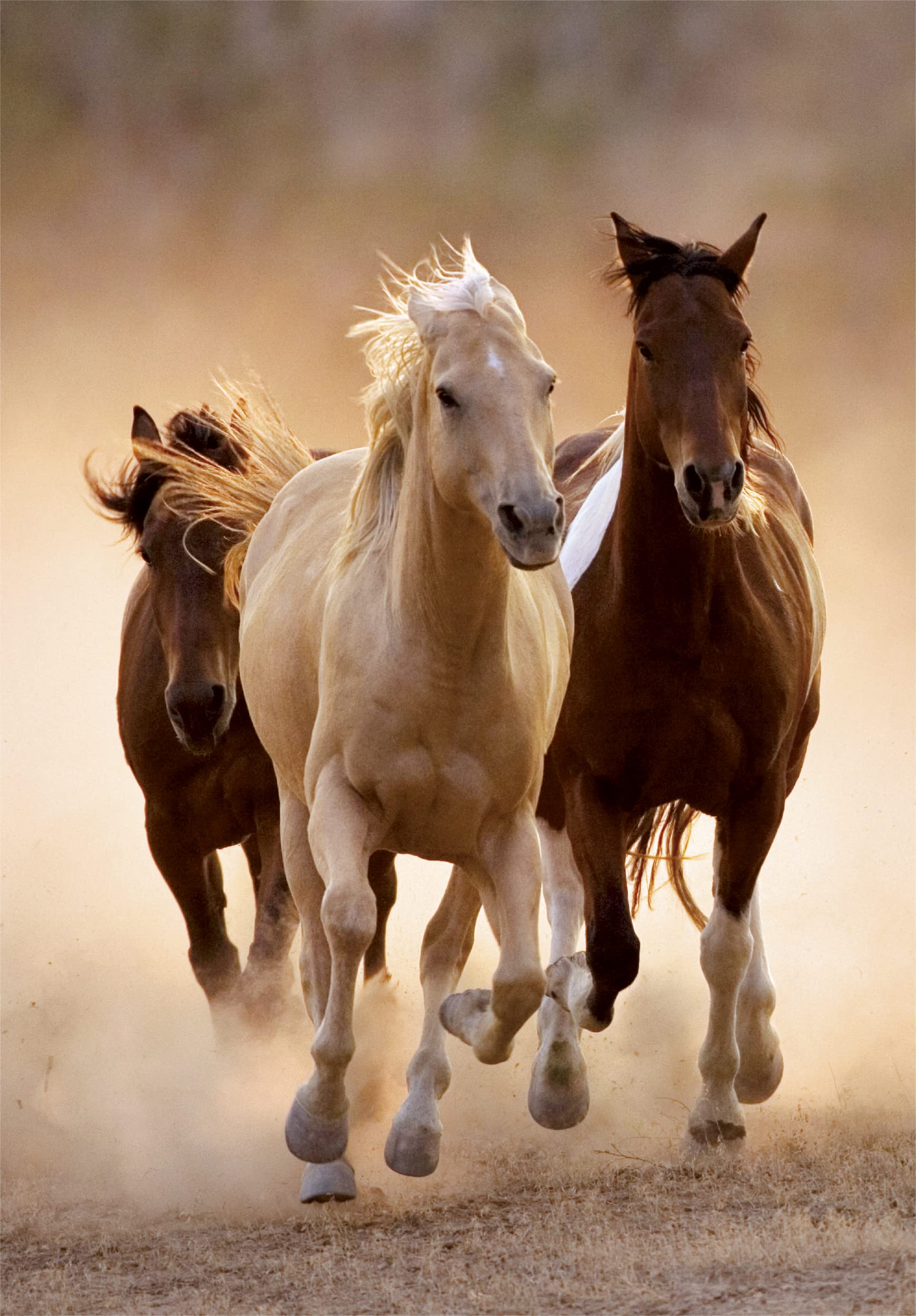 Clementoni - PZ1000:RUNNING HORSES