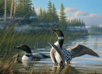 Cobble Hill - Common Loons (1000-Piece Puzzle)