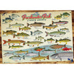 Cobble Hill - Freshwater Fish of North America (1000-Piece Puzzle)