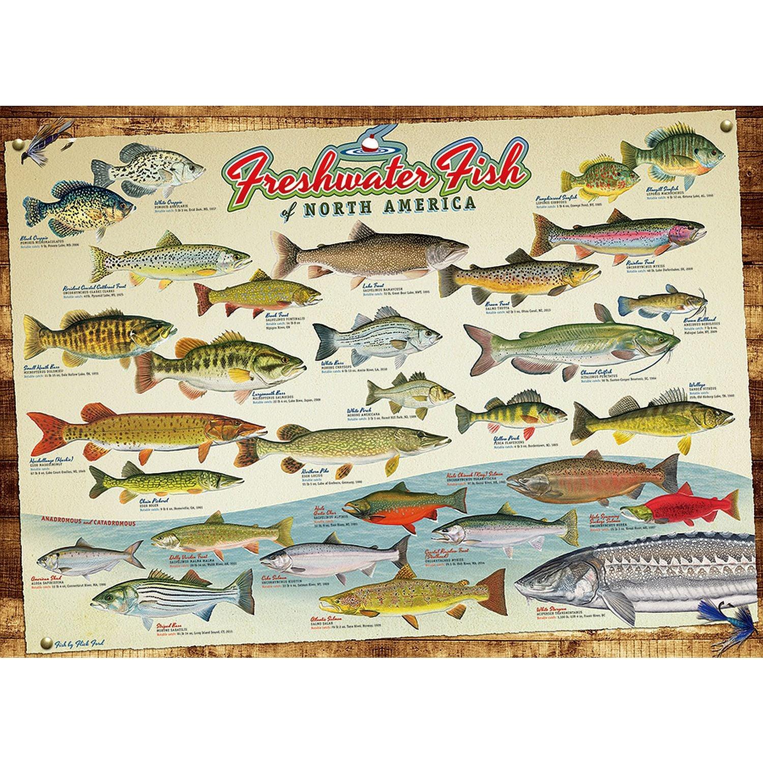 Cobble Hill - Freshwater Fish of North America (1000-Piece Puzzle)