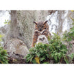 Cobble Hill - Great Horned Owl (1000-Piece Puzzle)
