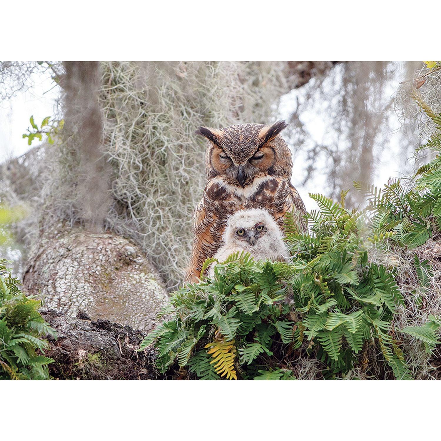 Cobble Hill - Great Horned Owl (1000-Piece Puzzle)