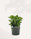 Coffee Plant