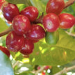 Myth - Colombia Decaf