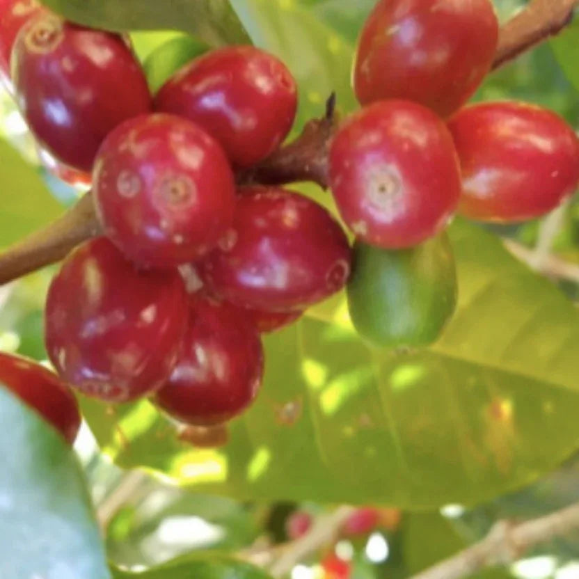 Myth - Colombia Decaf