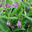 Comfrey (Bocking 14) Rootstock