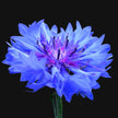 Cornflower